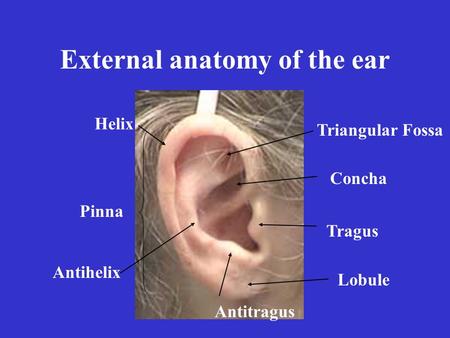 External anatomy of the ear Pinna Helix Antihelix Tragus Antitragus Triangular Fossa Concha Lobule.
