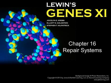 Chapter 16 Repair Systems. 16.1 Introduction mismatch repair (MMR) – A type of repair that corrects mispaired bases, typically immediately following replication.