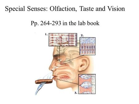 Special Senses: Olfaction, Taste and Vision Pp. 264-293 in the lab book.