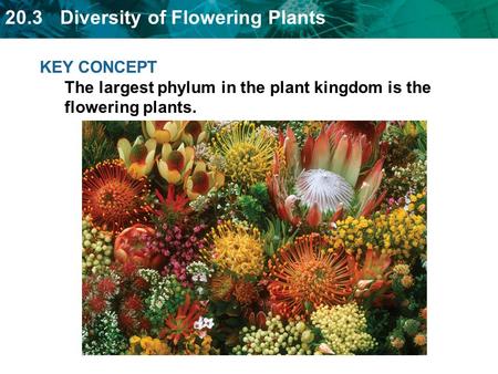 Flowering plants have unique adaptations that allow them to dominate in today’s world.