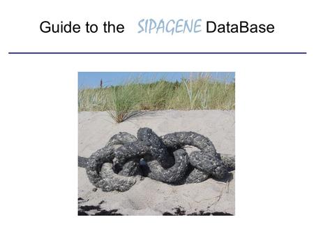 Guide to the SIPAGENE DataBase. Access to SIPAGENE goto: https://www.sipagene.de 2 enter your user name 2 enter your user name 3 enter your password 3.