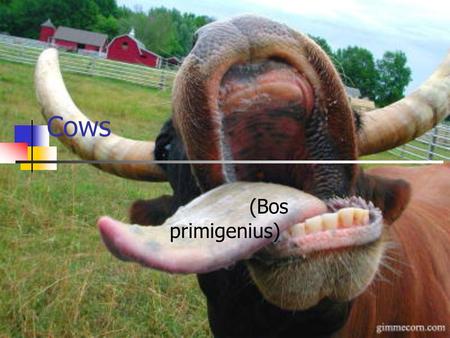 Cows (Bos primigenius). Description Classification: Bos primigenius Shape: Rectangular Colors and Markings: Black or White, and Brown. Dimensions: Length: