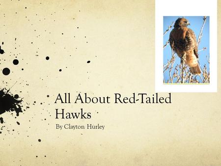 All About Red-Tailed Hawks