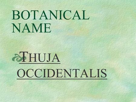 BOTANICAL NAME  T HUJA OCCIDENTALIS COMMON NAME  American Arbovitae.