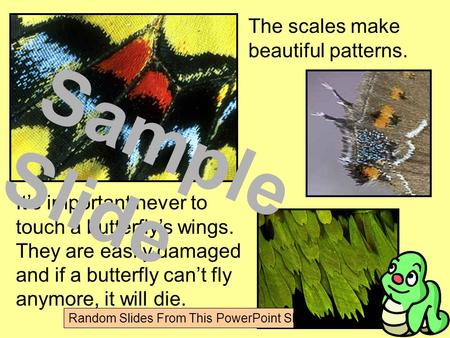 The scales make beautiful patterns. It’s important never to touch a butterfly’s wings. They are easily damaged and if a butterfly can’t fly anymore, it.