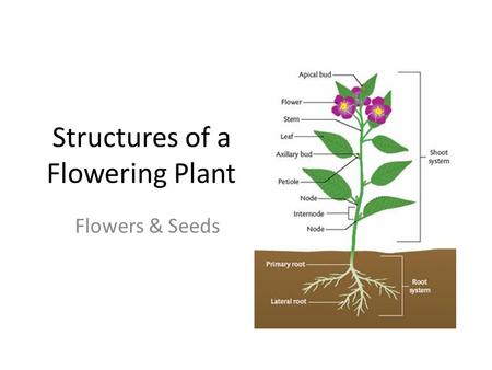 Structures of a Flowering Plant