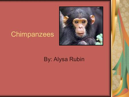 Chimpanzees By: Alysa Rubin What does a Chimp look like? Chimps are brown, black or gray. They are very big, but They don’t have a tail like other monkeys.