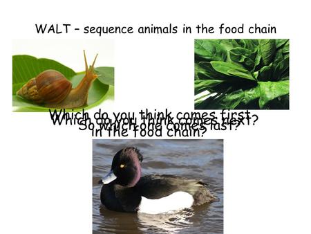 WALT – sequence animals in the food chain Which do you think comes first in the food chain? Which do you think comes next? So which one comes last?