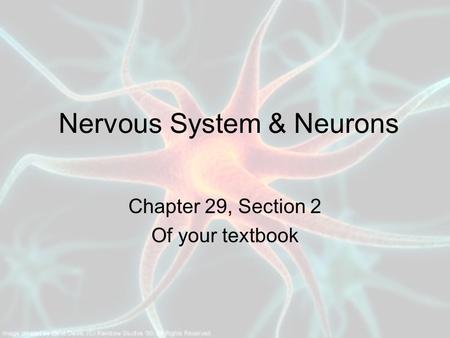 Nervous System & Neurons