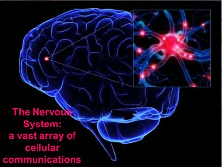 The Nervous System: a vast array of cellular communications.