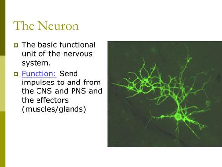 The Neuron  The basic functional unit of the nervous system.  Function: Send impulses to and from the CNS and PNS and the effectors (muscles/glands)