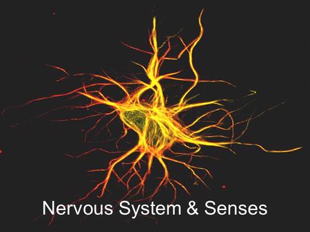 Nervous System & Senses. Neuron A neuron is the basic unit of the Nervous System. Carry messages in the form of electrical impulses.