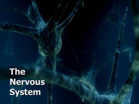 The Nervous System. Key Concepts Muscle Motor Neuro n Interneuron Skin receptors Sensory Neuron Brain Know the function and divisions of the nervous system.