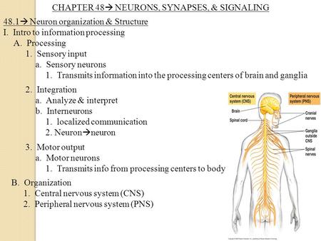 CHAPTER 48  NEURONS, SYNAPSES, & SIGNALING 48.1  Neuron organization & Structure I. Intro to information processing A. Processing 1. Sensory input a.