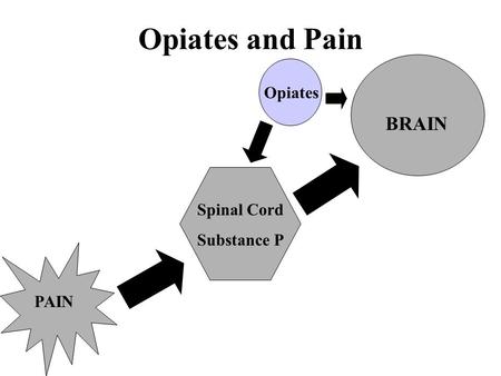Opiates and Pain PAIN Spinal Cord Substance P BRAIN Opiates.
