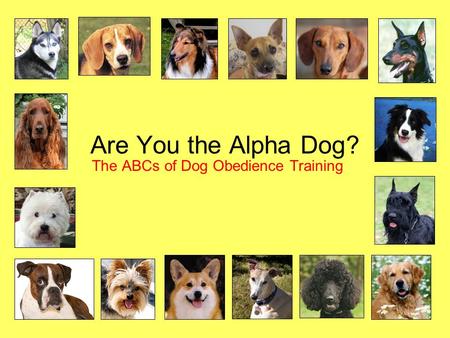 The ABCs of Dog Obedience Training