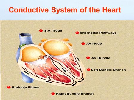 Conductive System of the Heart. Conduction system The specialized heart cells of the cardiac conduction system generate and coordinate the transmission.