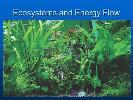 Ecosystems and Energy Flow. Energy Transfer Primary producers Primary producers the trophic level that supports all othersthe trophic level that supports.
