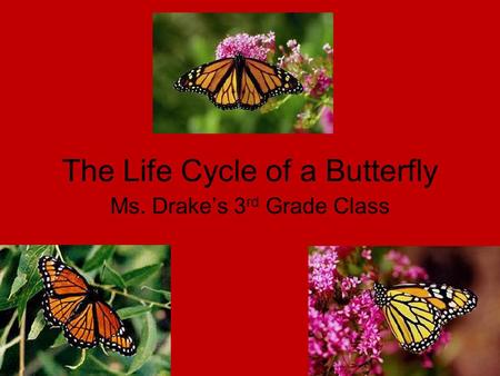 The Life Cycle of a Butterfly Ms. Drake’s 3 rd Grade Class.
