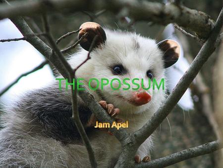 The opossum Jam Apel.