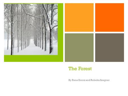 + The Forest By Rene Koncz and Rebeka Szegner + The Forest A forest Is a large Area Covered Primanily By trees And undergrowth.