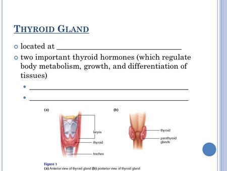 T HYROID G LAND located at _________________________________ two important thyroid hormones (which regulate body metabolism, growth, and differentiation.