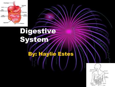 Digestive System By: Haylie Estes Mouth Mouth the opening of the lower part of the humans face.
