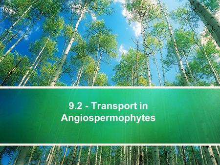 9.2 - Transport in Angiospermophytes