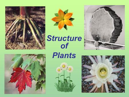 Structure of Plants. A. Functions of Roots 1.Anchor & support plant in the ground 2.Absorb water & minerals 3.Hold soil in place Fibrous Roots Root Hairs.