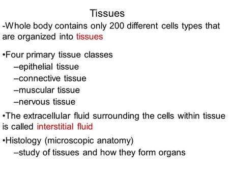 Tissues -Whole body contains only 200 different cells types that are organized into tissues Four primary tissue classes –epithelial tissue –connective.