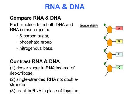 RNA & DNA Compare RNA & DNA Contrast RNA & DNA