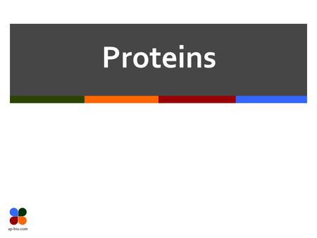 Proteins. Slide 2 of 19 Proteins  Polymers composed of amino acids  Protein = Polypeptide (polymer)  Monomer = Amino acids  Peptide bonds  Amino.
