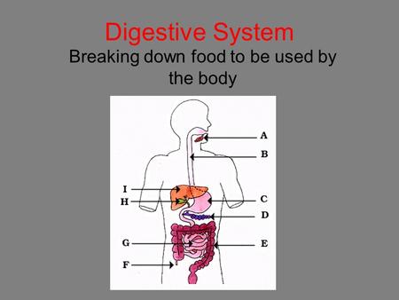 Digestive System Breaking down food to be used by the body.