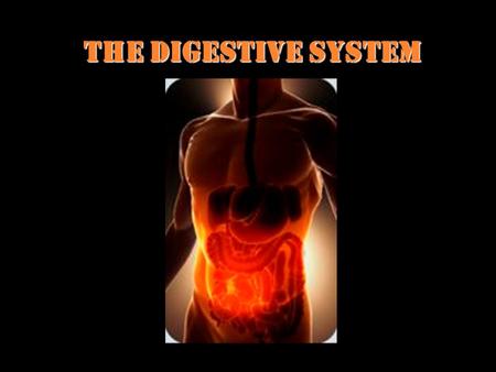 The Digestive System. What is the job of the Digestive System? To help get nutrients into the blood stream to travel to all cells. The digestive system.