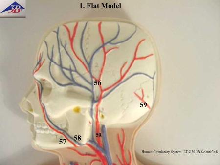 58 59 50 1. Flat Model 56 Human Circulatory System LT-G30 3B Scientific® 57.