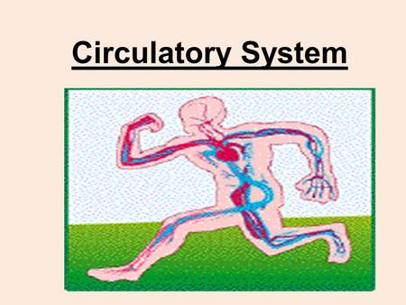 Circulatory System. Your pigs have been doubly injected (red for arteries, blue for veins) Red arteries = move blood (rich in oxygen) “Away” from the.