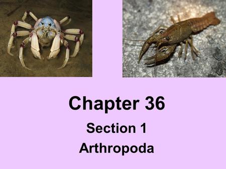 Chapter 36 Section 1 Arthropoda.