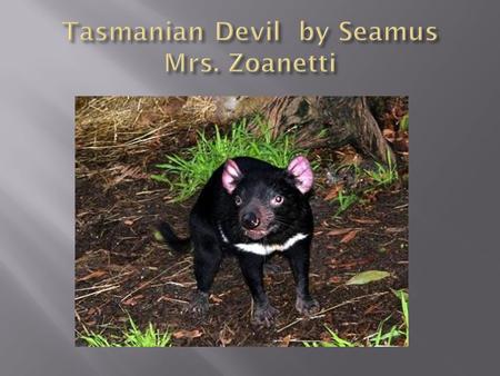  The Tasmanian devil has 4 strong teeth 2 on the top and 2 on the bottom  It has 1 of the strongest bites.  It’s the size of a small dog.  Black.