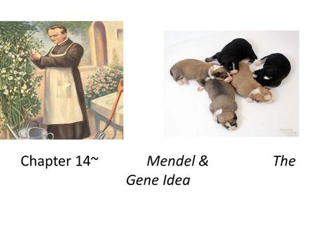 Chapter 14~Mendel & The Gene Idea Gregor Mendel Modern genetics began in the mid- 1800s in an abbey garden, where a monk named Gregor Mendel documented.