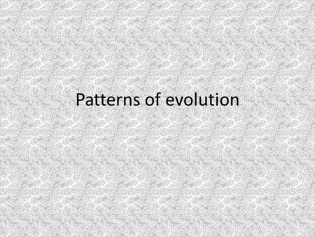 Patterns of evolution.