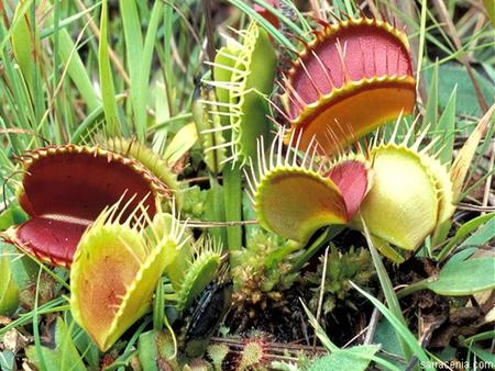 Venus Fly Trap Dionaea muscipula Eukaryote Nuclei in Cells Multicellular Cell wall Autotrophs (I’ll explain) Sessile Sexual Reproduction Kingdom Plantae.