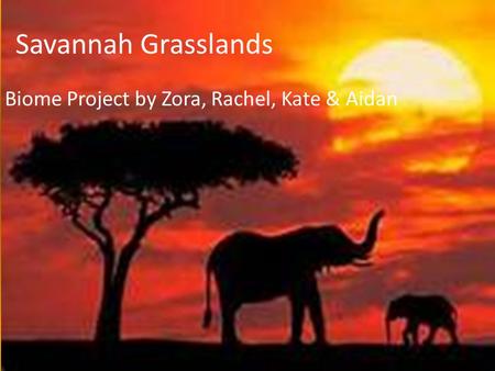 Savannah Grasslands Biome Project by Zora, Rachel, Kate & Aidan.