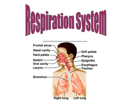 Respiration System.