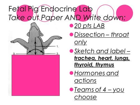 Fetal Pig Endocrine Lab Take out Paper AND Write down: