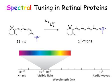 Spectral Tuning in Retinal Proteins h 11-cis all-trans.