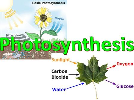 Photosynthesis Endothermic reaction: Reaction that absorbs energy (sunlight) Who: Producers/Autotrophs (Plants, algae, bacteria ) Where: Chloroplasts.