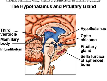 Hypothalamus GHRH (+) GHIH ( - ) Pituitary Sleep Stress Exercise Limbic structures Metabolic signals Glucocorticoids GH somatotropin.