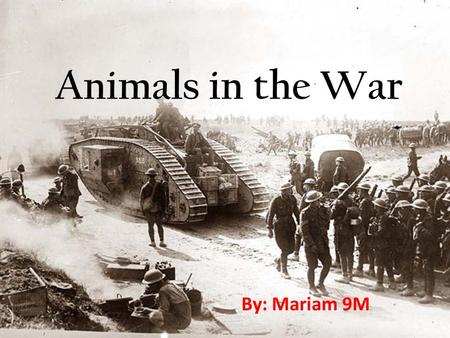 Animals in the War By: Mariam 9M. Introduction… Animals have been used in war when humans learned how to train them. Since the ancient times humans came.