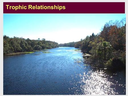 Developed by: Merrick, Richards Updated: August 2003 U1-m4-s1 Trophic Relationships.