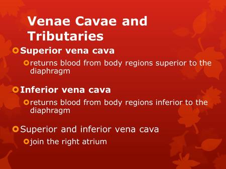Venae Cavae and Tributaries  Superior vena cava  returns blood from body regions superior to the diaphragm  Inferior vena cava  returns blood from.